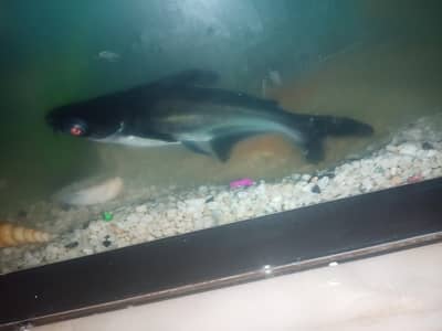 blue line shark with eqarium