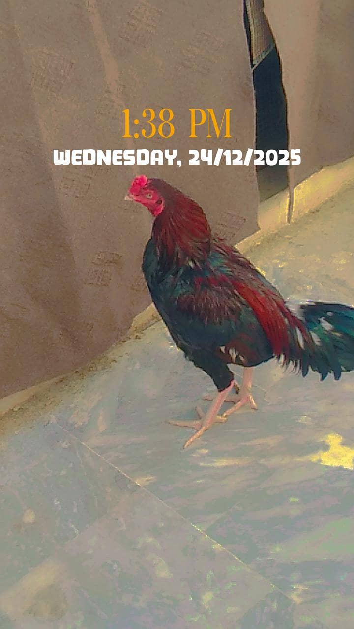 ایک عدد اصیل مرغا  بہترین کوالٹی ماشاءاللہ گھر کا ہے فتح جنگ سے مناس 1