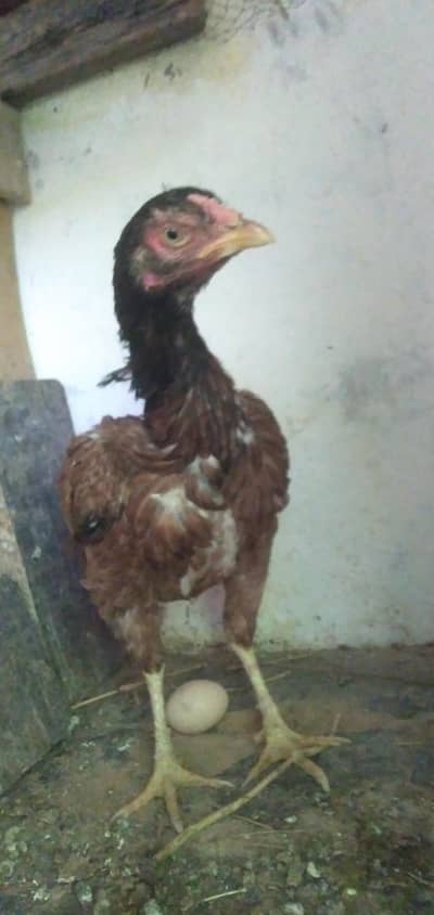 aseel murgi one eye blind for sale