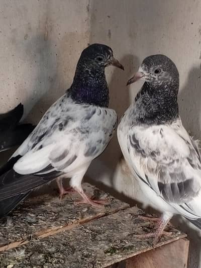 chudry teddy aur ferozpuri per