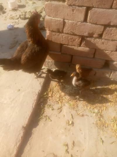 دیسی مرغی ساتھ چار بچے