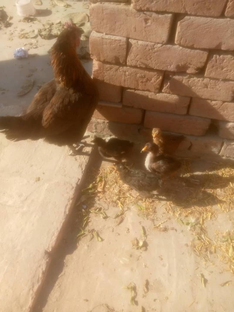 دیسی مرغی ساتھ چار بچے 0