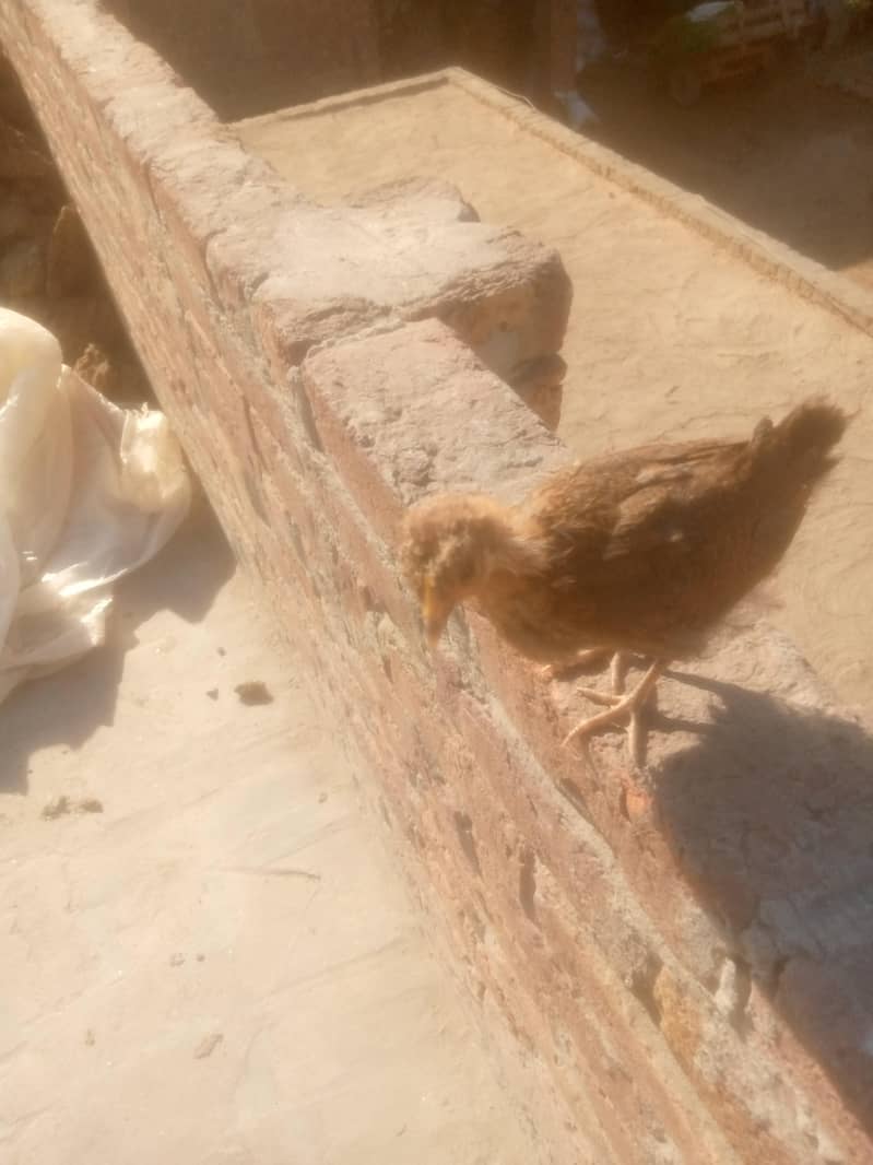 دیسی مرغی ساتھ چار بچے 1