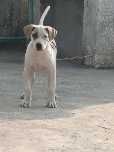 bully gultair male puppy