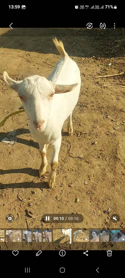 teddy barbry goats nice pair very beautiful