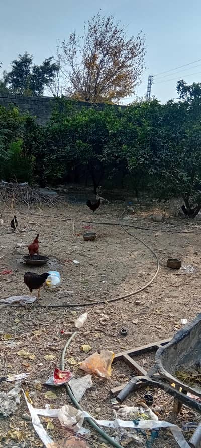 golden mesri 03404593942