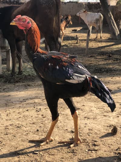 Kamalia aseel long hight  young ptha h abi