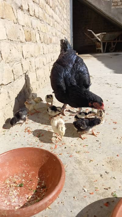 Miawali Mushka Aseeel with chicks