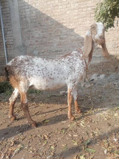 Goat for sell