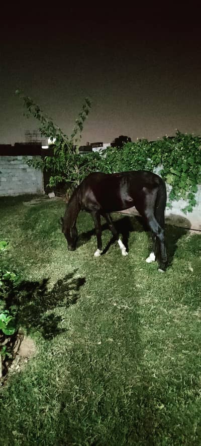 Desi Horse Neza bazi , riding