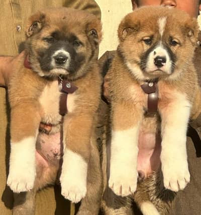 kurdish kangal puppy | kurdish kangal dog| kangal puppies