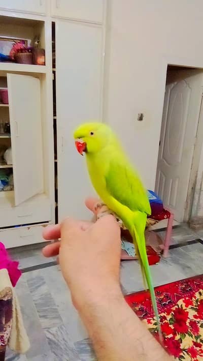 03369510495 Green ringneck parrot handtame parrot