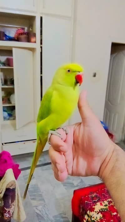 03369510495 Green ringneck parrot handtame parrot