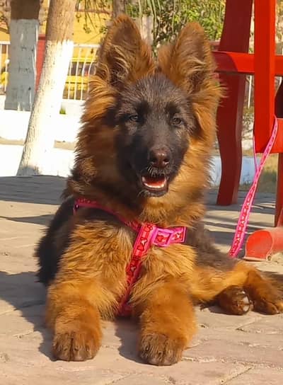 Highclass German shepherd female