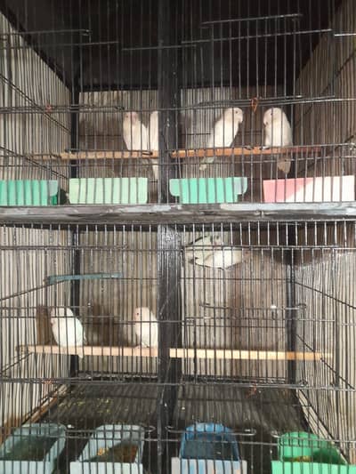 Albino red eyes pair