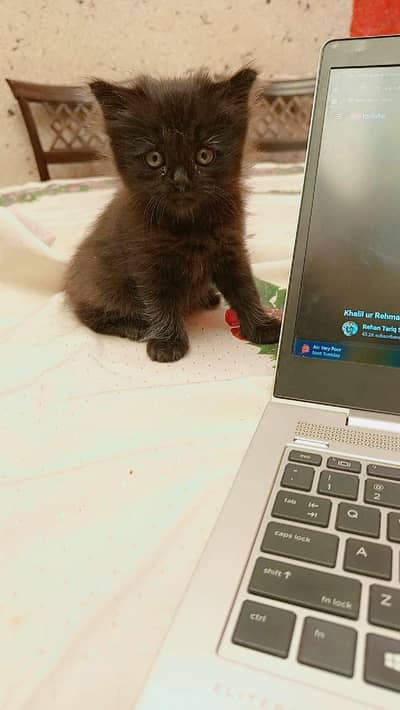 Persian Pair with 1 kid