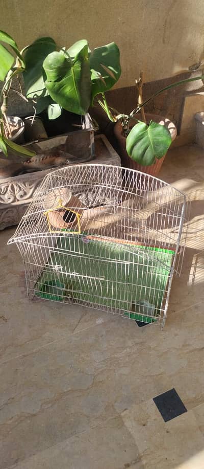 Bird Cage, Parrot home, cage for birds, low price