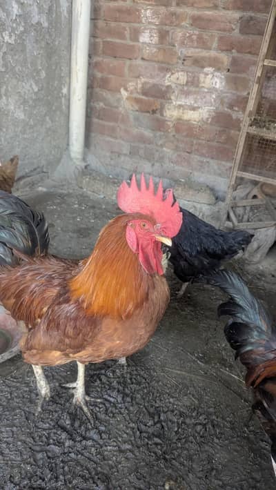 Desi Hens Home Breed For Sale