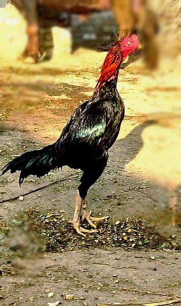 Pakistani aseel murga