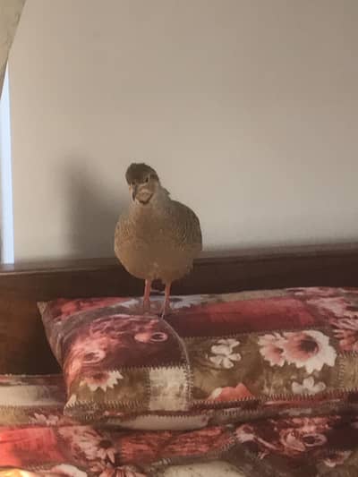 Pure dakni teetar for sale in reasonable price