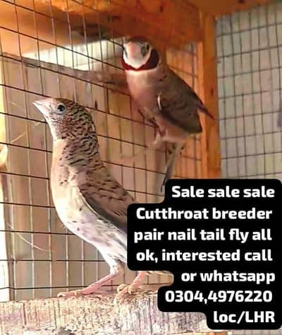 Breeder Pair Cutthroat Finch 0.3. 0.4. 4.9. 7.6. 2.2. 0