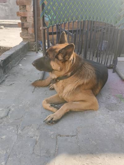 German shepherd male dog for sale