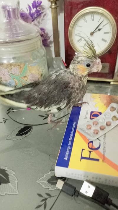 cocktail tamed 0322 5260150