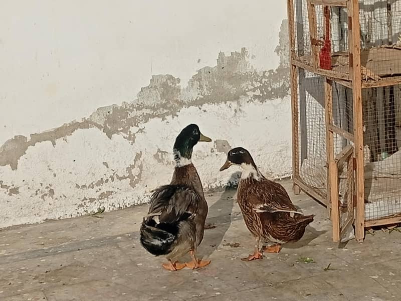 ducks 1