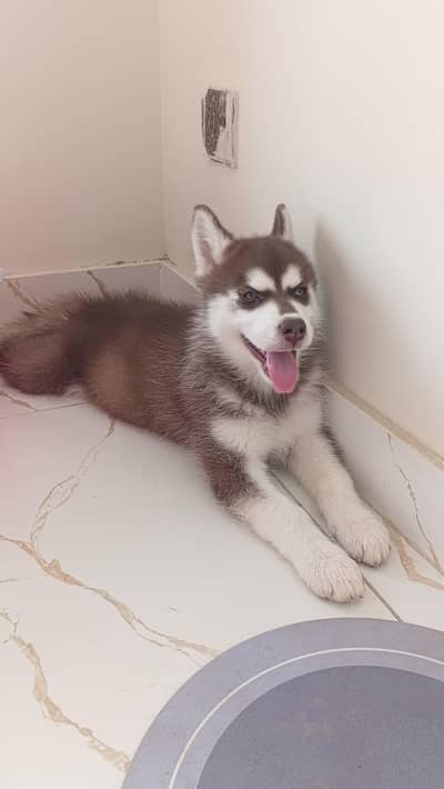 Siberian husky for sale
