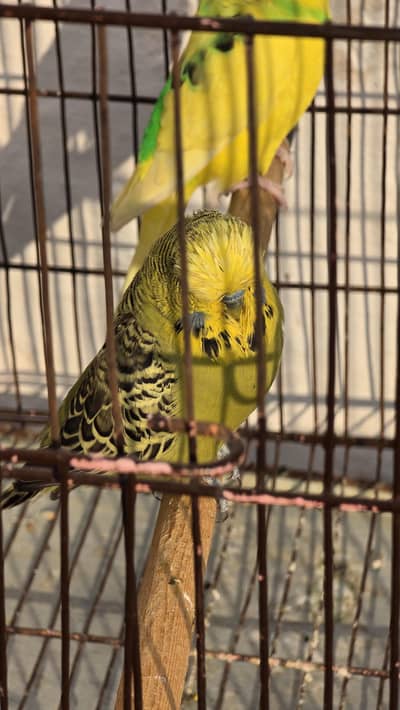 Exhibition Male for sale baki sab birds sale kar die ye reh gya hai bs