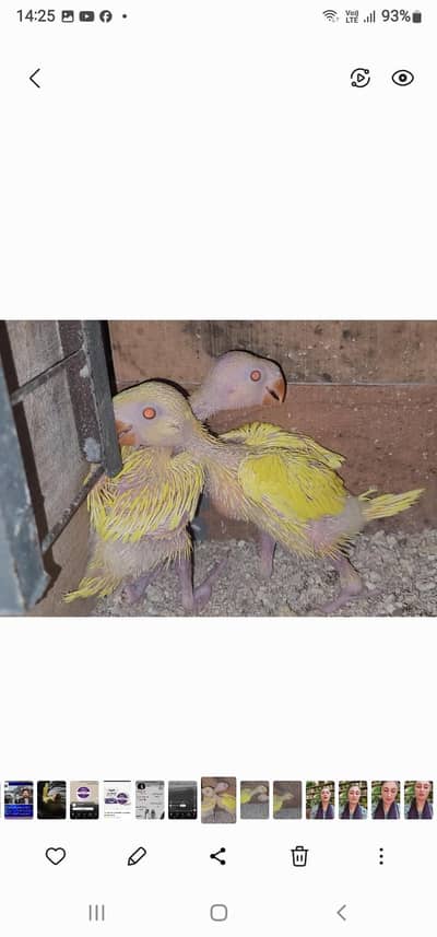 yellow chick's parrot