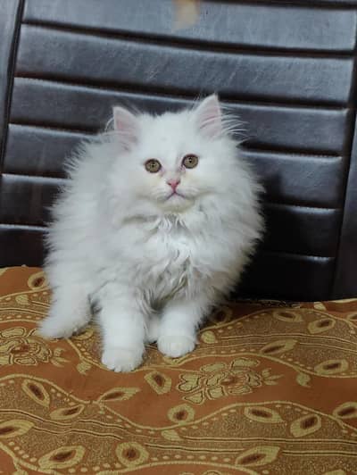 Persian Kitten Tripple coat white for sale