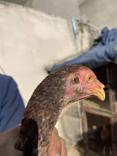 aseel Madian aur patha