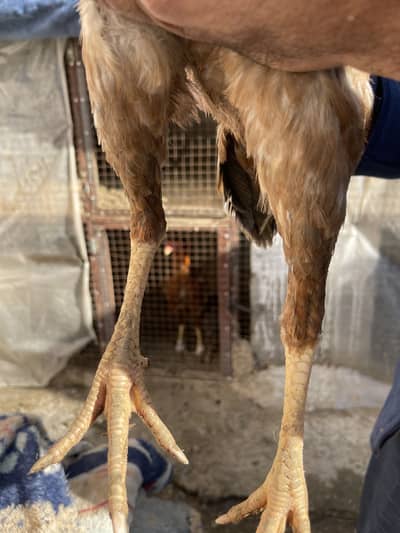 aseel Madian aur patha