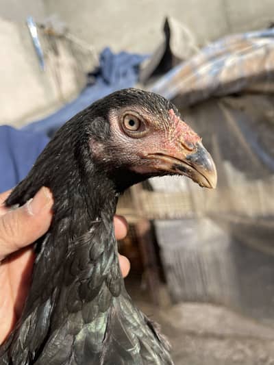 aseel Madian aur patha