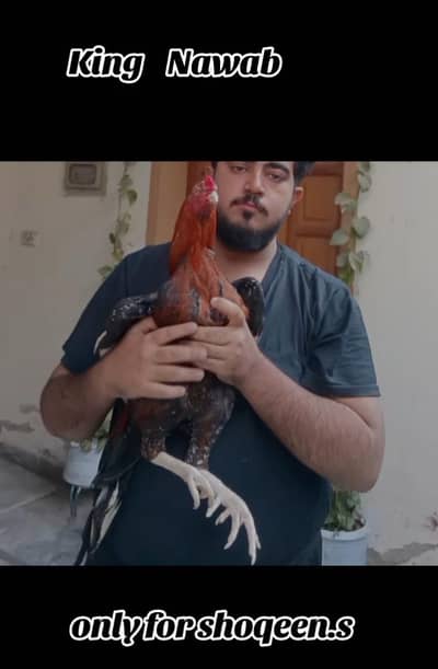 High Quality Aseel Mianwali Murgha