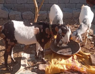 Three Goats for Sale