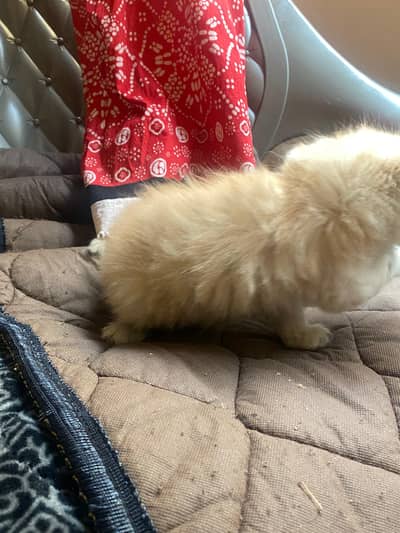 12000 loving female cat