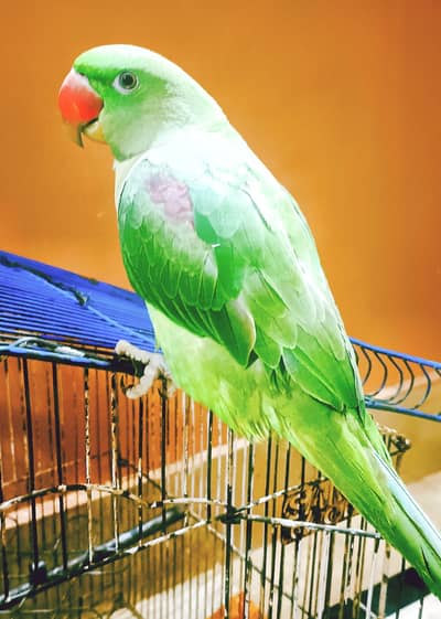 Raw parrot urgent sell