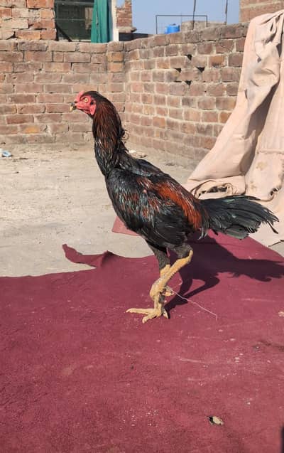 panes pakoye high Quality