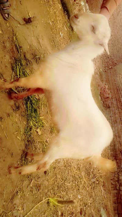 tedi Desi bakry qurbani k Leye tayar