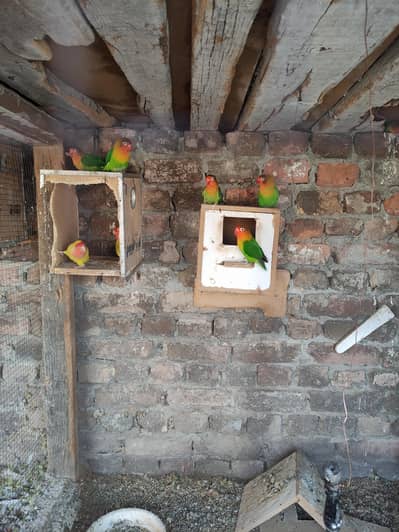 cockatiel brider pair 5000 each pair