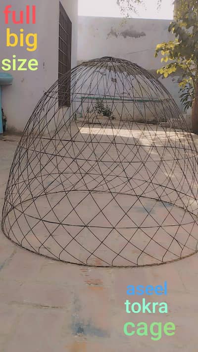 I am selling my pigieons watsapp number (03216921490)