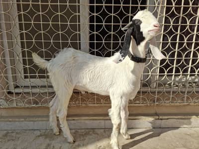 kapla bissar Male bakra