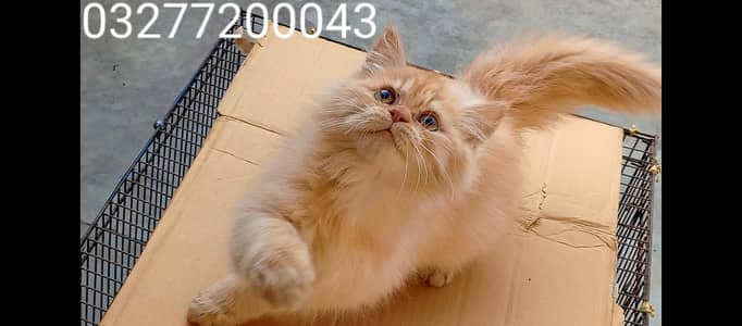 pure pershion more than triple coated kitten beautiful brown color