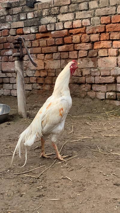 aseel murga | pakistan & promoze murga  |