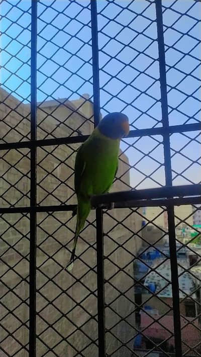 plum head active pair