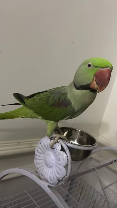 Alexandra Raw parrots