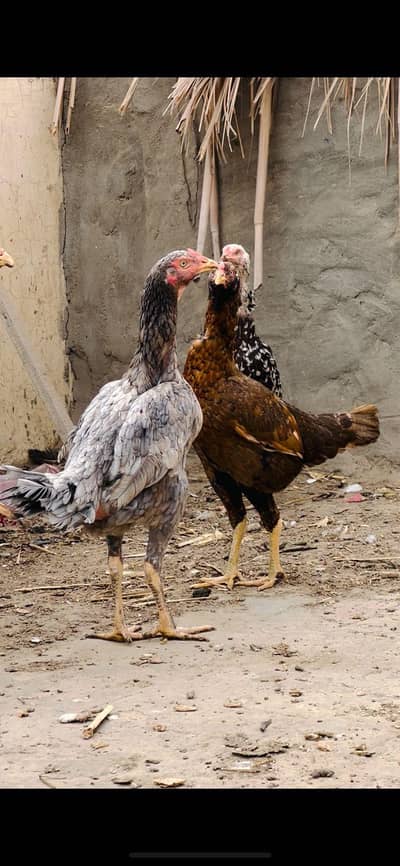 RanaAseelfarm har Whatsapp 0,,311,61,50,442 only