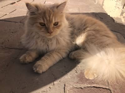 Male Persian Orange Cat